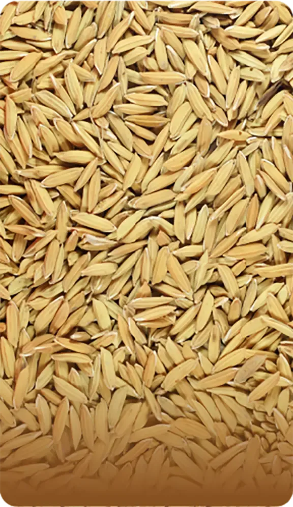 Semilla de arroz (paddy) preparada para esparcido con el J150